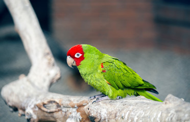 Bird in zoo, Psittacidae eupatria, Alexandrine Parakeet