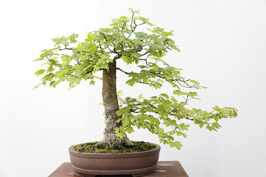 Acer campestre bonsai on a wooden table and white background