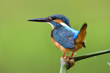 Common Kingfisher (Alcedo atthis) lovely blue bird shitting while perching on the bamboo stick,...
