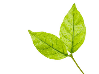 Obraz premium leaves with drops isolated on a white background