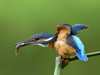 Common Kingfisher, a small blue bird the king of fishing bird with fish food in his mouth