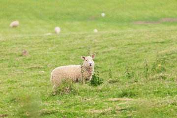 Fototapeta premium Idillic landscape with sheep, lambs, ram