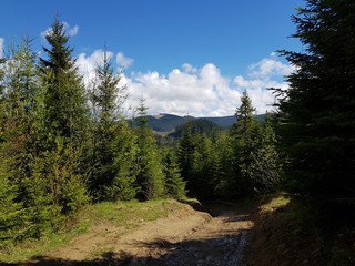 Obraz premium a path in the forest, in the background the mountain of Goverla 