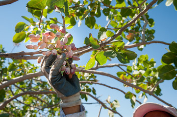 Hands of a farmer picking pistachios of Bronte,Sicily, during harvest season