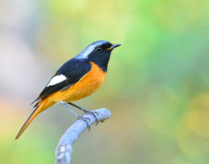 Daurian Redstart (Auroreus Phoenicurus) beautiful orange belly bird, black wings and silver head perching on curve branch over far blur background, fascinated creature