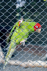 Bird in zoo looking through the wire mesh