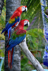 Green-winged macaw with Scaret macaw parrot birds perching together on the log, lovely nature