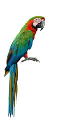 Harlequin Macaw, first generation hybrid a cross between Blue and Gold Macaw and Green-winged, beautiful green and orange parrot isolated on white background