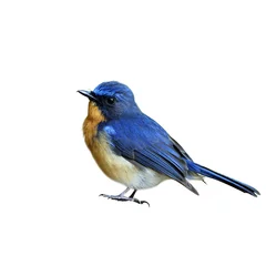 Zelfklevend Fotobehang Heuvel blauwe vliegenvanger (Cyornis banyumas) mooie kleine blauwe vogel volledig permanent geïsoleerd op een witte achtergrond, gefascineerd natuur © prin79
