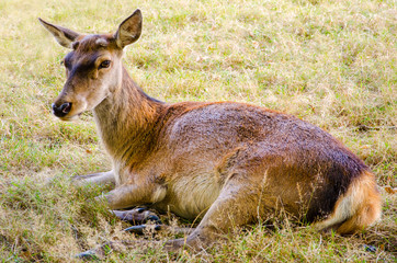 A deer lying in the grass