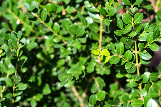 Close Up Green Buxus Leaves