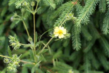 Cultivar shrubby cinquefoil or Dasiphora fruticosa