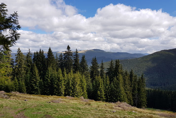 Fototapeta na wymiar forest and mountain of Goverla