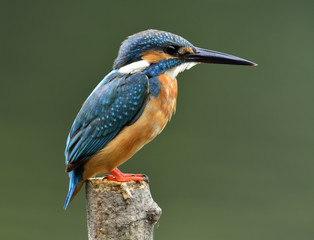 Lovely beige and blue bird, Common Kingfisher (Alcedo atthis) sitting on the pole fishing in the stream over blur green background, fascinated nature