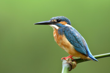 Lovely blue bird, Common Kingfisher (Alcedo atthis) sitting on bamboo stick fishing in the stream over blur green background, fascinated nature