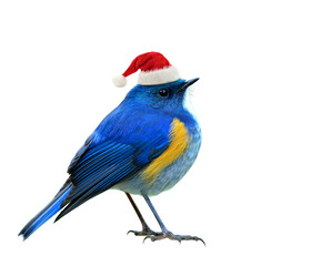 Lovely chubby blue isolated on white background waring Santa Claus red hat in Season greeting on Christmas isolated on white background, happy birds