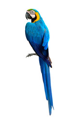 Prachtige blauwe en gouden Ara papegaai vogel, mooie blauw-en-gouden vogel geïsoleerd op een witte achtergrond