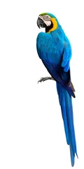  Prachtige blauwe en gouden Ara papegaai vogel, mooie blauw-en-gouden vogel geïsoleerd op een witte achtergrond © prin79