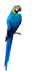 Magnificent Blue and Gold Macaw parrot bird, beautiful bright Blue bird isolated on white background