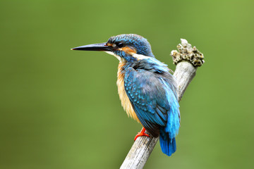 Male of Common Kingfisher (Alcedo atthis) beautiful blue bird showing its puffy feathers perching on the pole whie fishng in the stream, exotic nature