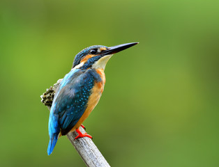 Male of Common kingfisher (Alcedo atthis) Eurasian kingfisher or River kingfisher, beautiful blue bird lonely perching on the branch over blur green background, fascinated nature