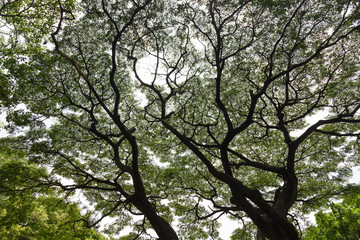 The branch of big tree Made like an amazing background image.