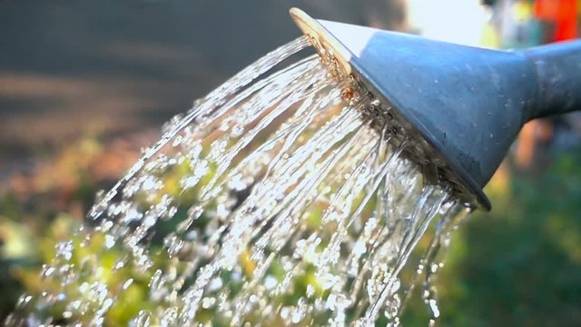 pouring water from watering can. Slow motion