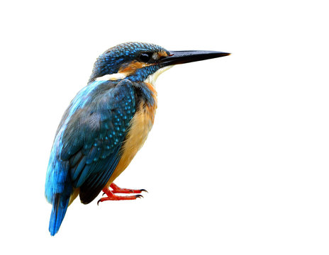 Male of Common kingfisher (Alcedo atthis) Eurasian or River kingfisher, beautiful blue bird isolated on whtie background with detail from head to toes, exotic nature