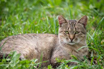 A tabby cat lies in the grass. Selective focus.