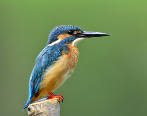 Male of Common Kingfisher (Alcedo atthis) the beautiful blue bird bright side feathers profile while perching on wooden pole, exotic nature