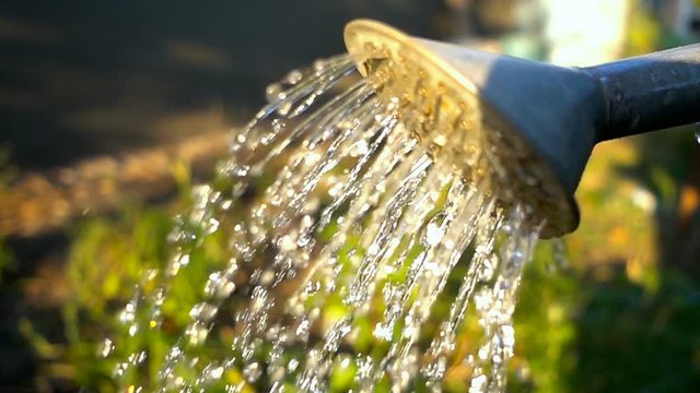 pouring water from watering can. Slow motion