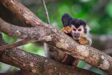 wild baby squirrel monkey sitting in a tree waiting for mom with blurred background 