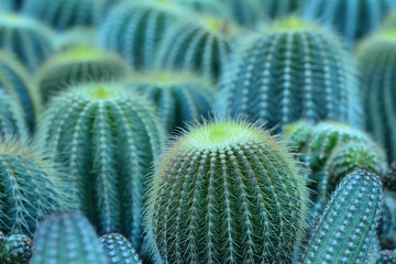 Mix van baby ovale cartoon groene cactus in bloempotten in elkaar gezet, gescheurde plantage