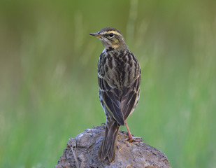 Rosy Pipit (Anthus roseatus) pale green with black stripe feathers in none breeding plumage perching on the rock over green blur background showing back feathers profile, beautiful bird