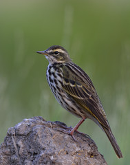 Rosy Pipit (Anthus roseatus) pale green with black stripe feathers in none breeding plumage...