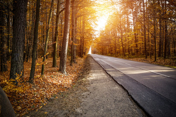 autumn road 