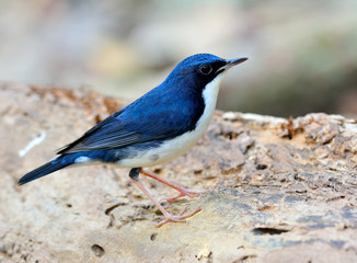 Siberian blue robin (Larvivora cyane) beautiful small white and blue bird migrates to Asia in every winter, lovely bird