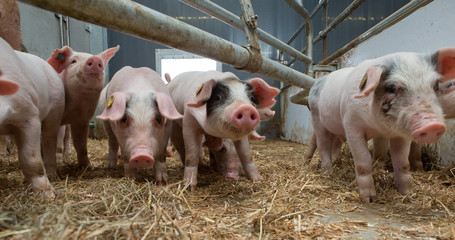 Biological pig farming. Free range pigs.