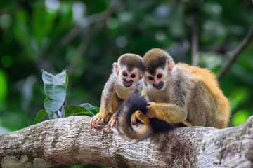 pair of baby squirrel monkeys in tree smiling and huddled together