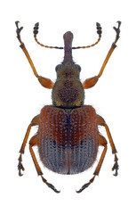 Beetle Tatianaerhynchites aequatus on a white background