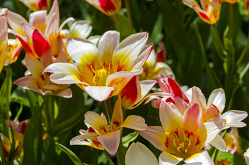 Obraz na płótnie Canvas Tulips of the Kaufmanniana Floresta species.