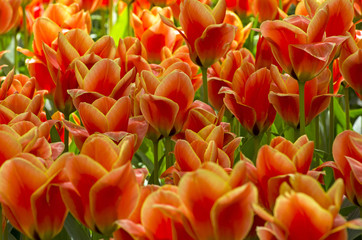 Tulips of a greigii Calypso species