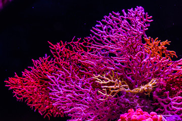 Fototapeta premium Koral