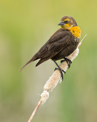 Female Yellow-headed Blackbird On Cattail