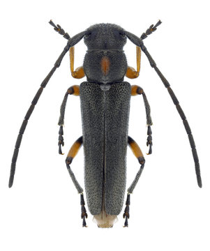 Beetle Phytoecia pustulata on a white background