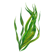 watercolor kelp seaweed - obrazy, fototapety, plakaty