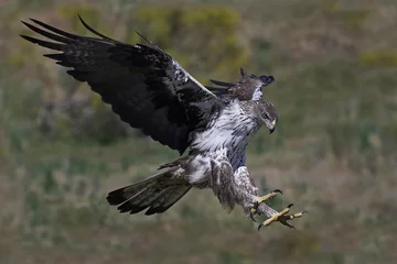 Photo sur Aluminium Aigle Bonellis eagle (Aquila fasciata)