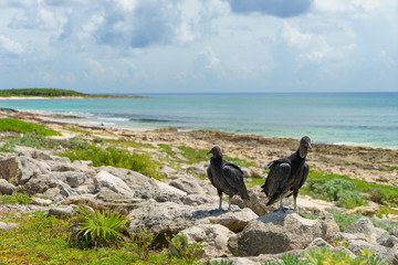 two black vultures on the seashore with a blue sky. Cozumel, Mexico.