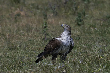 Bonellis eagle (Aquila fasciata)