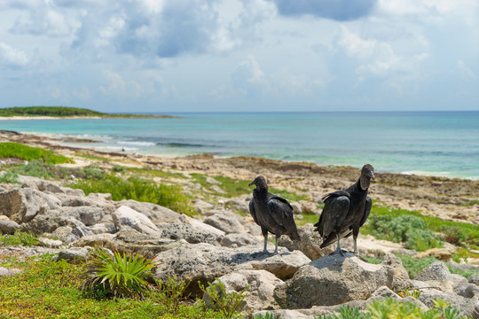 Two Black Vultures On The Seashore With A Blue Sky. Cozumel, Mexico.